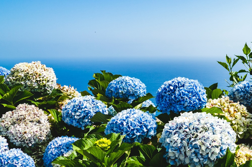 海のそばで咲く紫陽花
