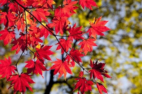 宇奈月温泉の紅葉