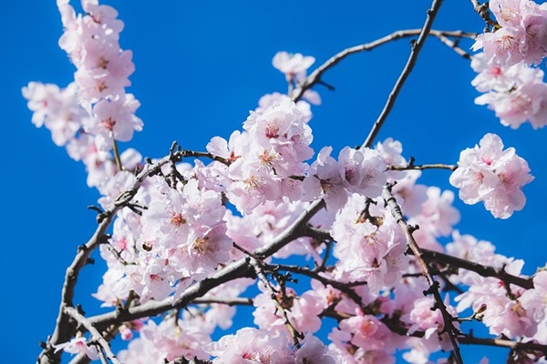 桜/cherry-blossoms