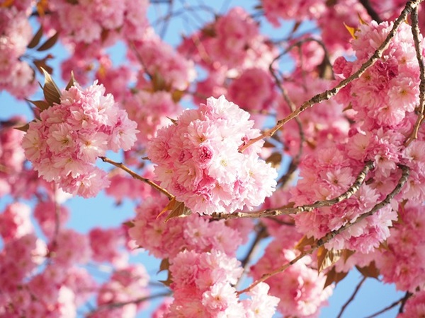 桜cherry-blossoms